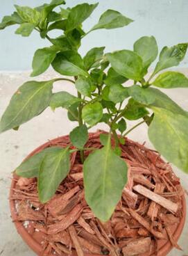 厂家直销 园林景观用植物有机覆盖物 后期维护成本低图3