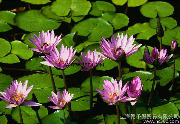 达克罗铝锌粉图3