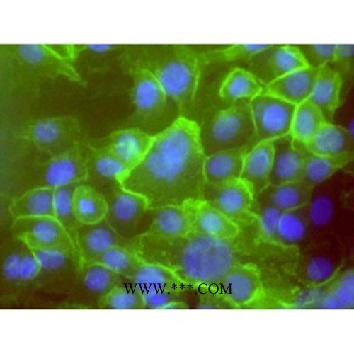 293 Cells, low passage人胚肾细胞图2