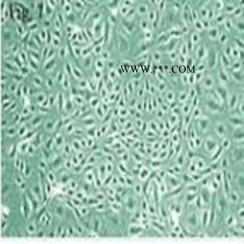 293 Cells, low passage人胚肾细胞
