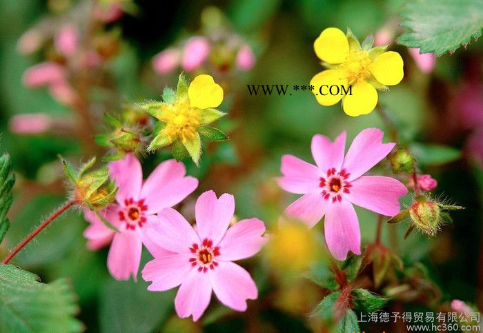 水性润湿分散剂X-405图1