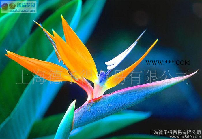 EFKA分散剂 EFKA6220，水性油墨涂料分散剂，水性分图2