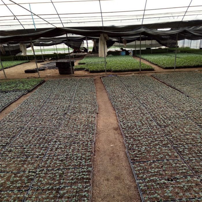 双万特云母蛭石 兰花种植蛭石 孵化用蛭石颗粒 河北蛭石供应图6