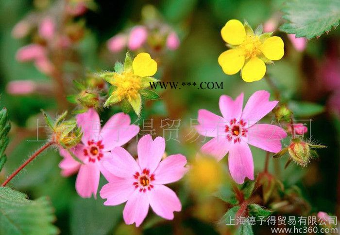 导电云母粉TS-210图3