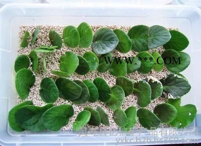蔬菜花卉育苗园艺珍珠岩 2-4mm图3