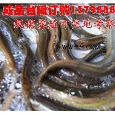 汉源县/供应泥鳅价格/台湾泥鳅苗供应/石棉县