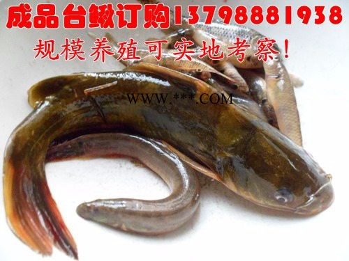 内江乐山石棉通江水产批发淡水泥鳅价格行情,淡水泥鳅公司价格图2