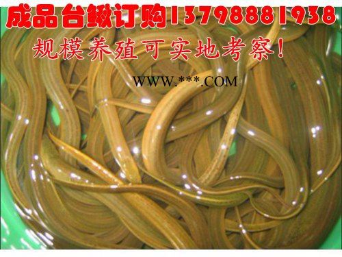 内江乐山石棉通江水产批发淡水泥鳅价格行情,淡水泥鳅公司价格