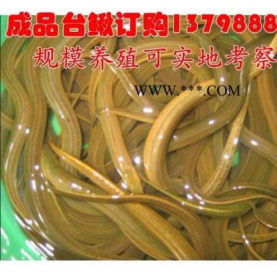 内江乐山石棉通江水产批发淡水泥鳅价格行情,淡水泥鳅公司价格