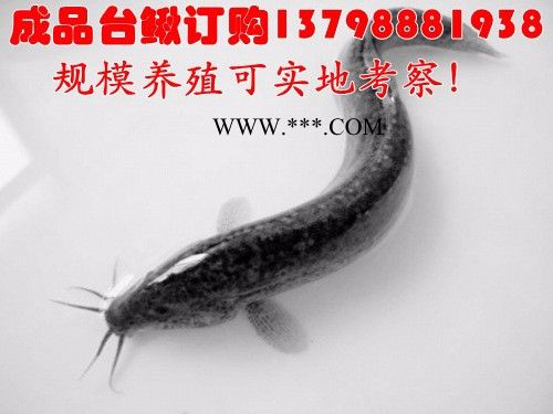 内江乐山石棉通江水产批发淡水泥鳅价格行情,淡水泥鳅公司价格图3
