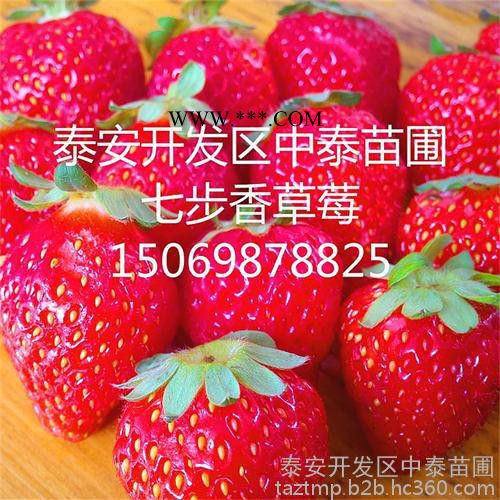 石棉草莓苗怎么种图3
