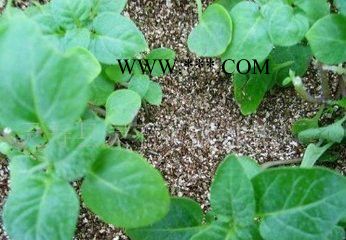 蛭石 保温蛭石 种植蛭石 生产厂家图3