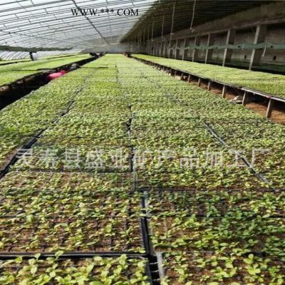 大量3-6园艺蛭石  多肉植物 蛇苗孵化蛭石60升大包装