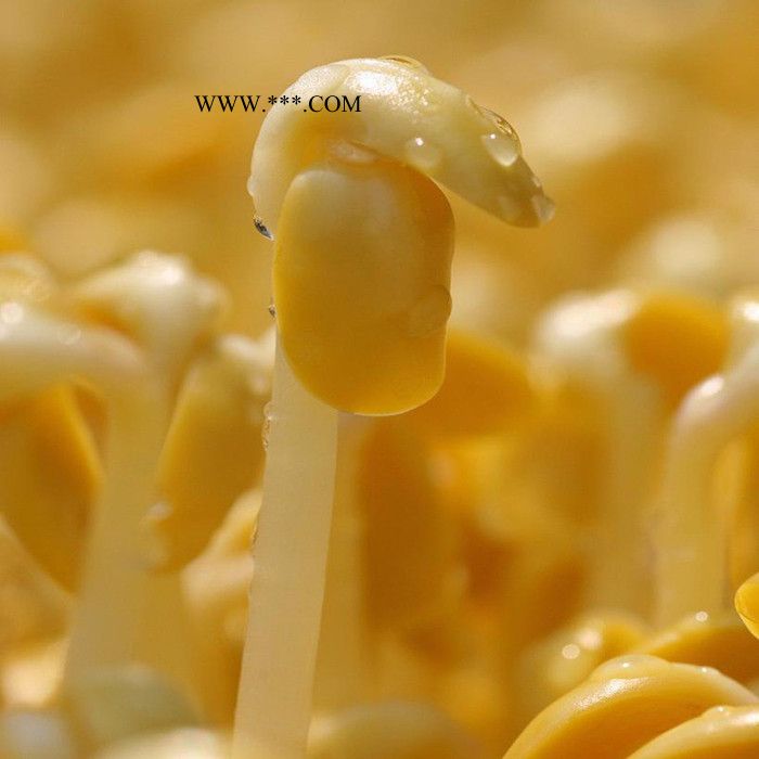 育宝牌蚕豆芽机批发 芽苗机 大型豆芽生产线 麦饭石大斗豆芽机 麦饭石斗图4