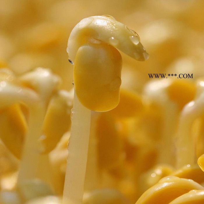 蚕豆芽机批发 芽苗机 大型豆芽生产线 麦饭石斗豆芽机芽菜机图4