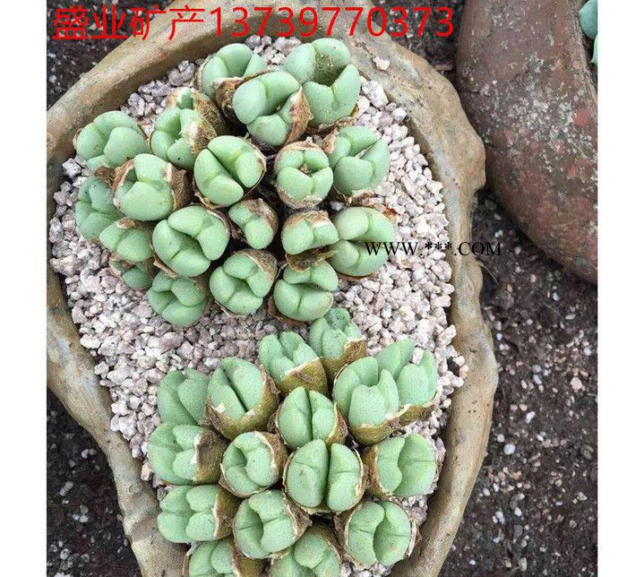 肉植物盆栽 种植拌土 铺面土 麦饭石3-6mm 麦饭石球25图2