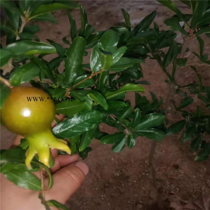 突尼斯软籽石榴苗批发，红玛瑙石榴苗基地，保证成活率，价格低廉图6