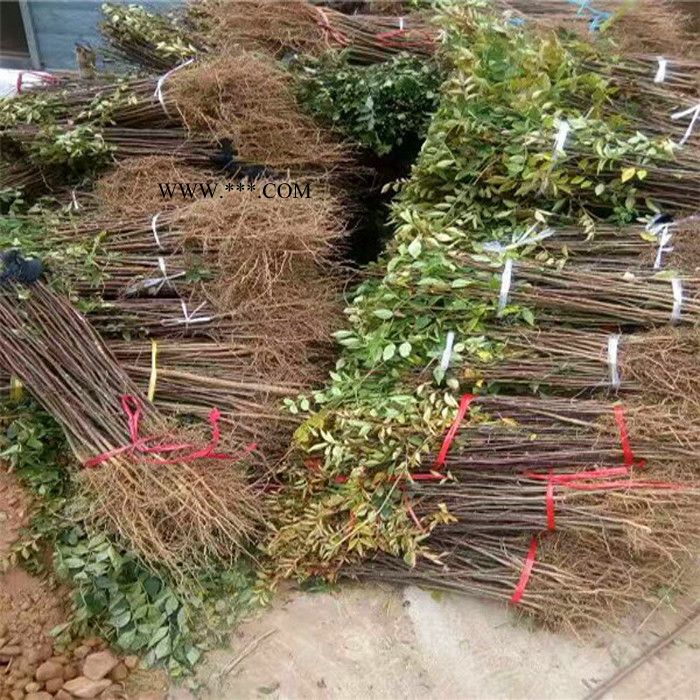 花椒苗_大红袍花椒苗_九叶青花椒苗_红玛瑙花椒苗_无刺花椒苗图6