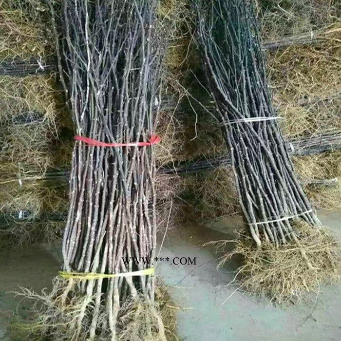 花椒苗_大红袍花椒苗_九叶青花椒苗_红玛瑙花椒苗_无刺花椒苗图7