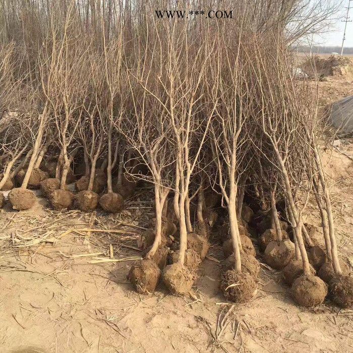 新品种石榴树苗建水红玛瑙石榴苗盆栽地栽果树玛瑙红石榴果树苗图4