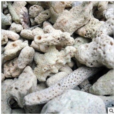水处理珊瑚石水族过滤珊瑚砂鱼缸上过滤底砂造景装饰用珊瑚骨图1